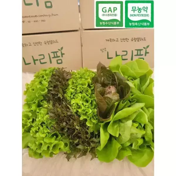 샐러드상추쌈채소 5~6종 1kg