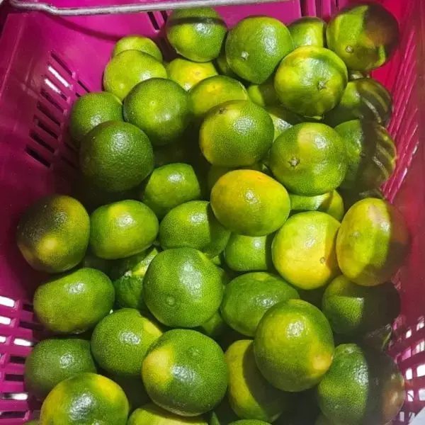 當季早生柑橘 9kg