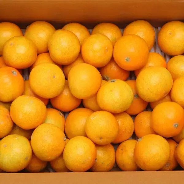Jeju Greenhouse Mandarins 700g 1+1